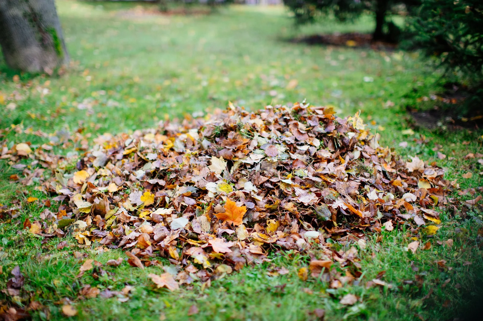 Fall Clean Up