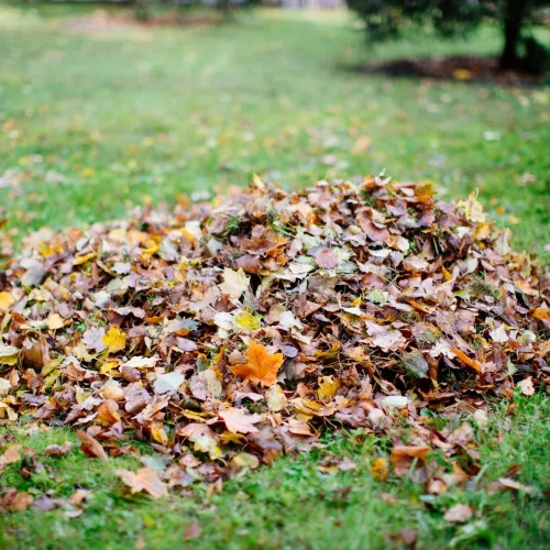 Fall Clean Up